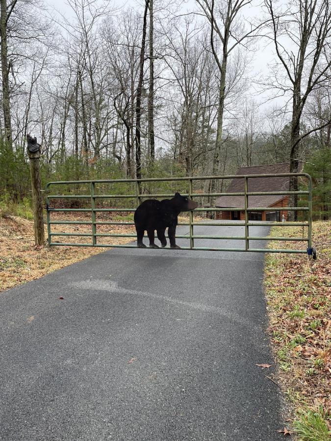 Great Smoky Mountains Cabin!, Secluded, Pet-Kid Friendly! Сивиървил Екстериор снимка